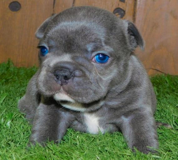 comprar cachorros sanos, baratos y asequibles para la venta